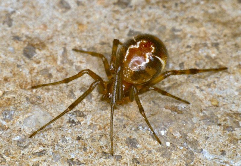 Parasteatoda_ZZ012_F0750_Z_80_Palmerstone park_Australie.jpg